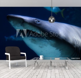 Picture of Dieses einzigartige Bild zeigt einen groen Hai Dieses wunderbare Tier Foto wurde im Sea Life in Bangkok Thailand genommen